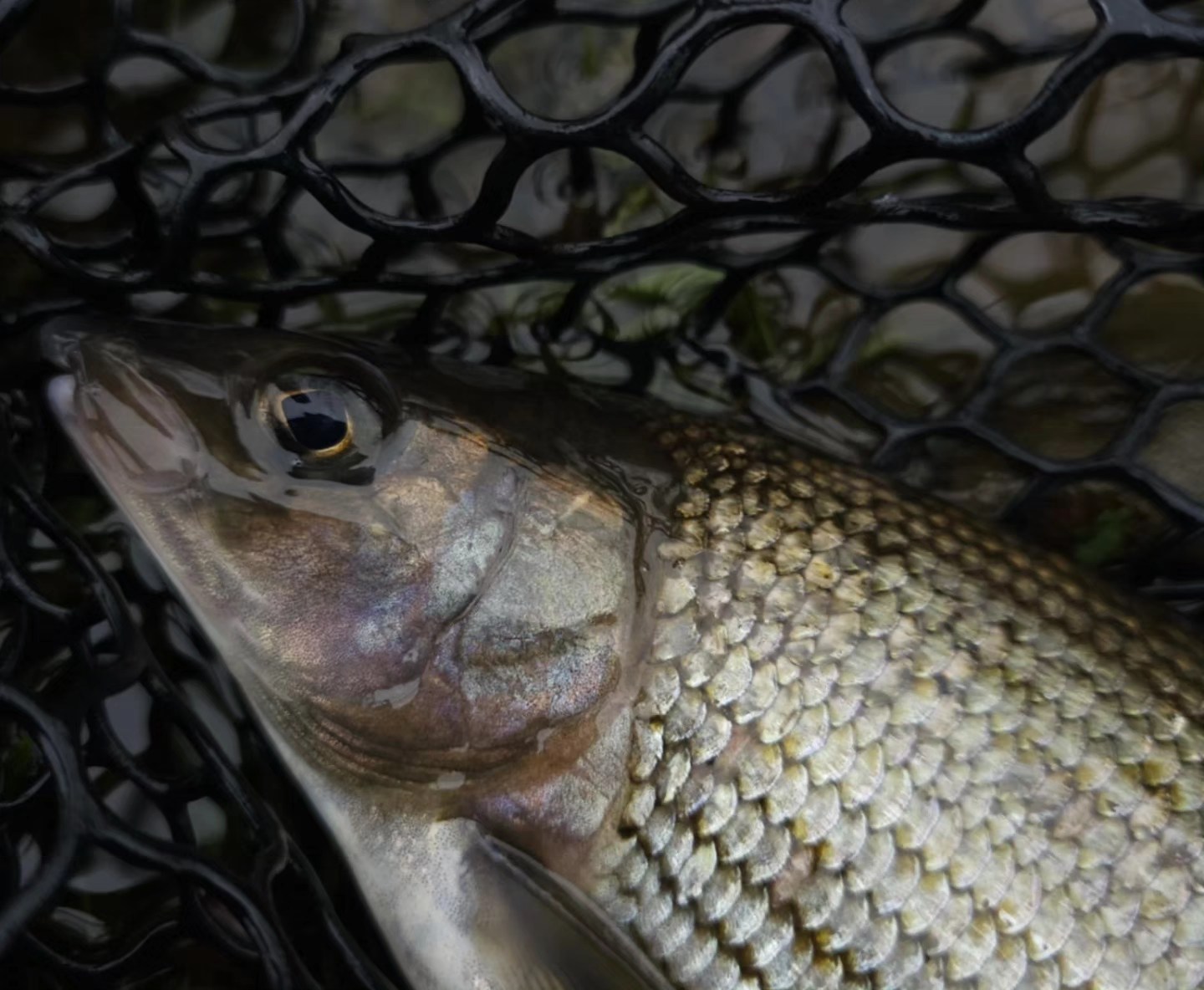 Stevie Dallas Camo Bug Grayling Fishing