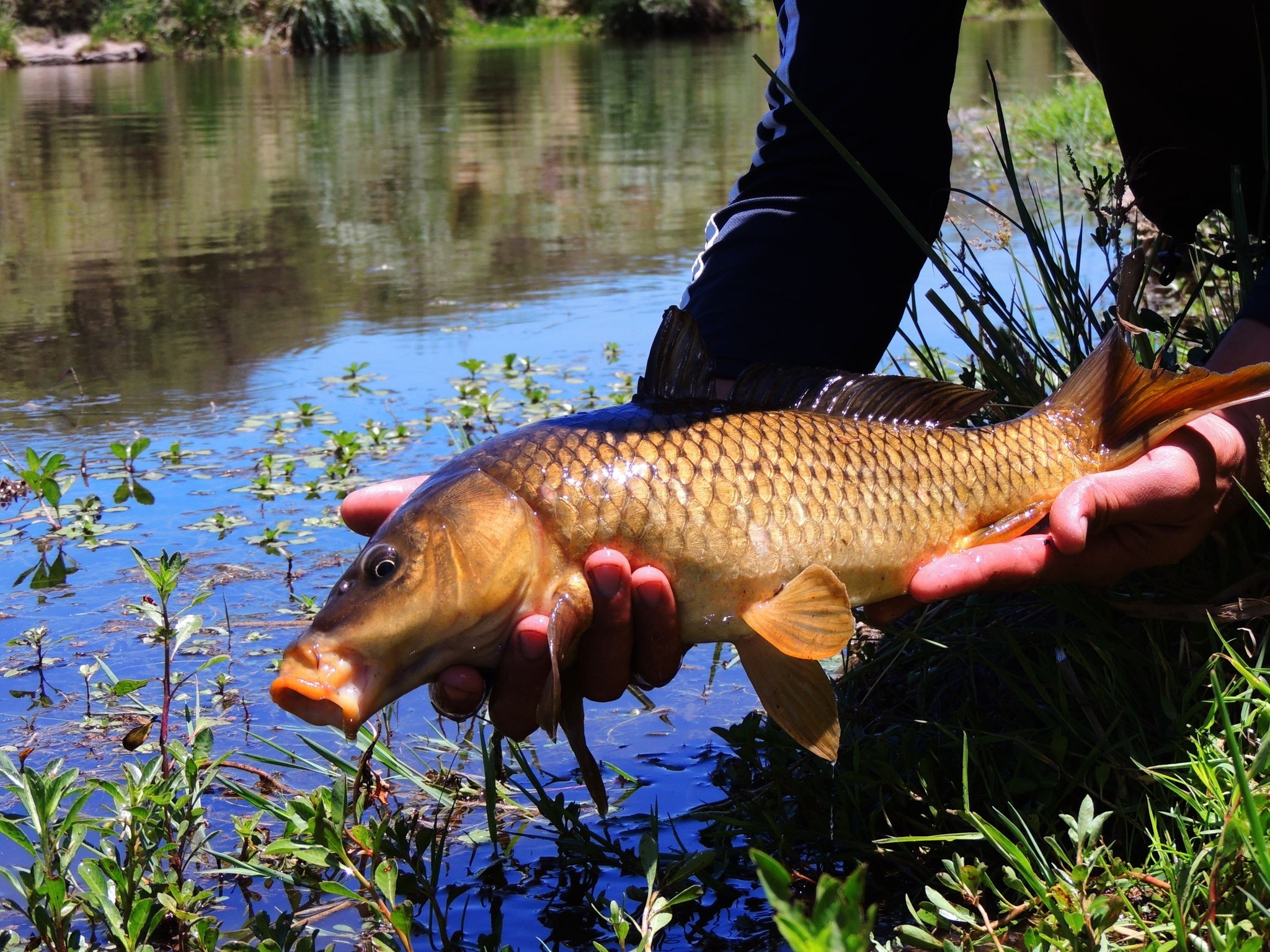 SiliLegs Carp Fly